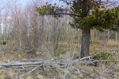 2025-05-23-parkcountyland-157k-08