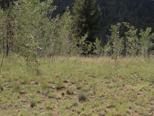 IMG 0759 540x405