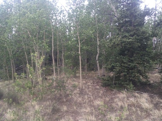 IMG 3361 540x405