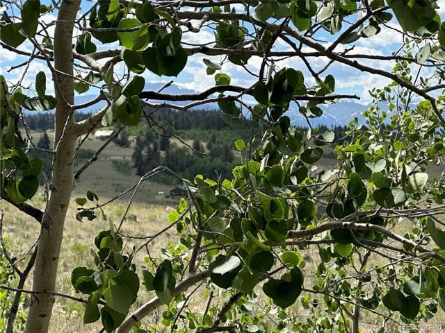 Colorado Mountain Land Park County with quacking aspens